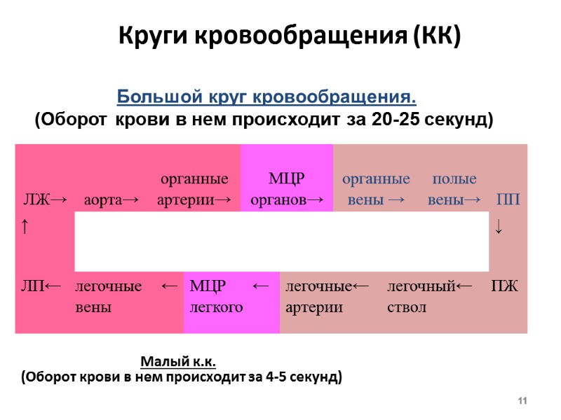 Круги кровообращения (КК)           